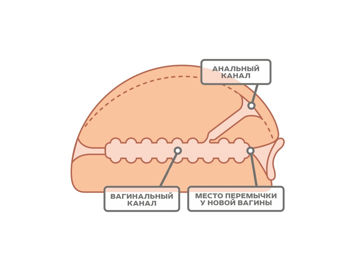 Мастурбатор вагина и анус 29х20 см